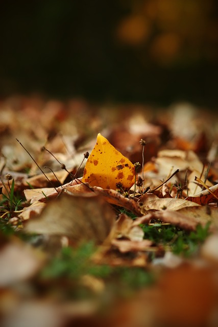 高額的巨型 高額的巨型