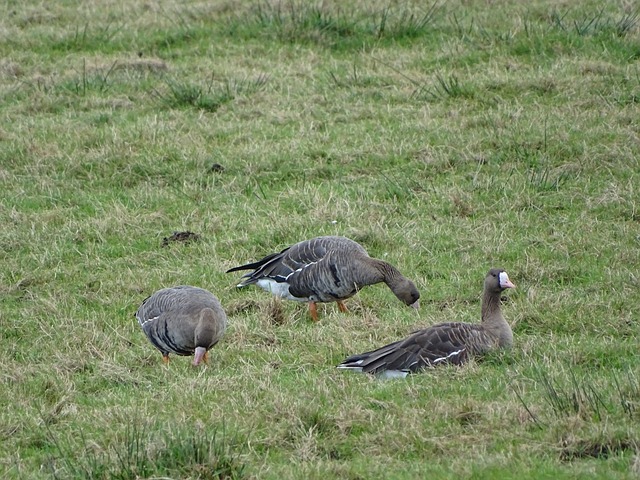 重要原因 重要原因